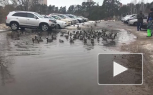 Видео: в Сосновом Бору в луже поселились полсотни уточек