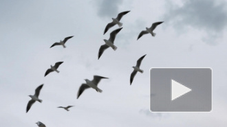 Роспотребнадзор предупредил о новой вспышке птичьего гриппа