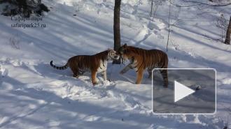 Свидание тигра Амура попало на видео