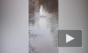 "Озеро фекалий" образовалось после прорыва канализации в Сестрорецке