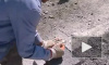 jabaklar mukry prikol