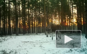 В Ленобласти не все лоси поняли, что гон уже закончился