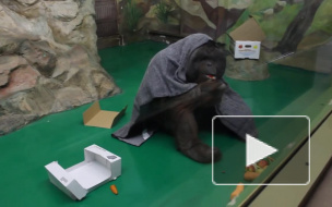 Смешное видео из Новосибирска: обезьяна укуталась в одеяльце, чтобы не замерзнуть