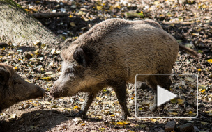Дикие звери наступают: В Петербурге появятся предупреждающие о кабанах и лосях знаки