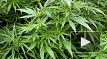 Власти Грузии хотят легализовать марихуану