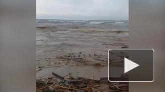На берегу Каспийского моря обнаружили сотни мертвых тюленей