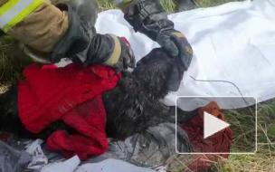Пожарные вытащили собаку из-под завалов на Краснопутиловской