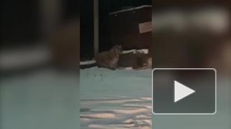 Тигр загнал россиян в придорожное кафе 