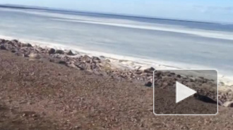 Утро понедельника в Петербурге начнется со штормового ветра