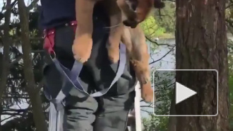 Видео: В Канаде спасатели спасли застрявшую на дереве пуму