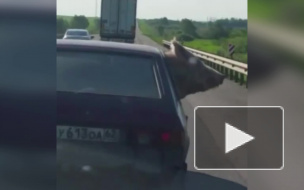 На видео попала свинья катающаяся на авто с ветерком