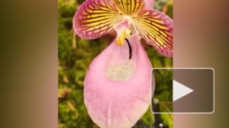 В Ботаническом саду показали, как шмель опыляет орхидею