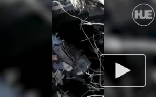 Астраханские полицейские спасли щенка, который упал в колодец 