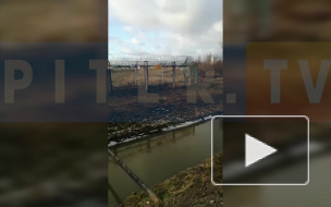 Очевидец убийства собаки в "Пулково" поделился подробностями происшествия