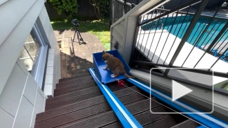 Новозеландский блогер построил лифт для своего пожилого кота