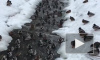 Видео: в Петергофе случилось настоящее "нашествие" уточек  