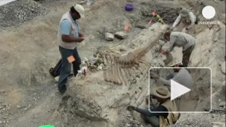 В Мексике найден хвост динозавра в отличном состоянии