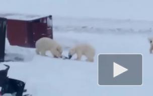 Три голодных белых медведя пришли в российский поселок