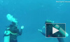 Видео: студентка встретила на Бали пятиметровую акулу-людоеда 