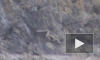 В Саяно-Шушенском заповеднике на видео попал взрослый снежный барс