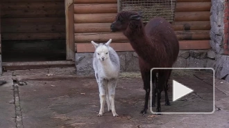 В Ленинградском зоопарке у альпак Брецеля и Сушки родилась маленькая Ватрушка