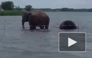 Забавное видео из Челябинска: два слона искупались в озере