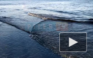 В Петербурге в восемь утра открыли створы дамбы