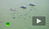 Во Флориде спасают черных дельфинов, застрявших на мелководье