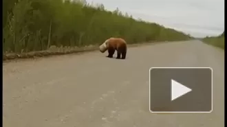 На Камчатке сняли на видео медведя с бидоном на голове 