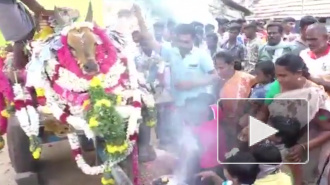 На похороны популярного быка в разгар карантина пришли 200 человек