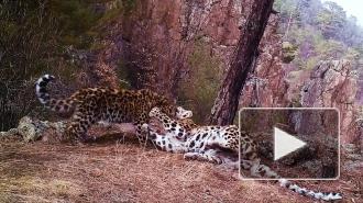 "Объятия" редких леопардов впервые попали на видео в нацпарке Приморья