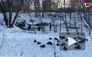 В Ярославле спасли более 350 диких уток