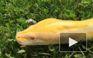 На пляже у Петропавловской крепости отдыхающих распугал двухметровый питон