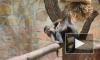 В Ленинградском зоопарке выбрали имя для малыша-капуцина
