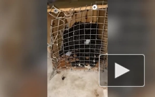В Петербурге нашли выброшенного на мороз енота в клетке