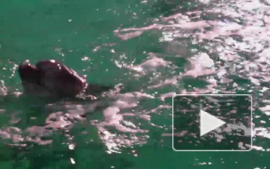 В канале Грибоедова плавают два дельфина: в воду их запустил художник Тоф