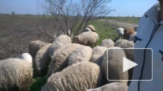 В Азербайджане обаятельный пастух поёт своим овечкам о весне 