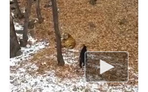 "Все сложно": за отношениями козла Тимура и тигра Амура теперь можно следить "ВКонтакте"