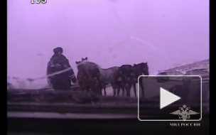 В Красноярске автополицейские спасли лошадей от гибели на дороге