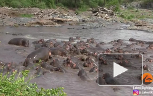 Появилось видео схватки крокодила со стадом бегемотов в Южной Африке