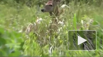 Полиция задержала разгуливавшего на севере Токио оленя