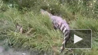 Полиция Екатеринбурга разыскивает крокодила