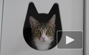 В Кудрово в очередной раз затопило "Город кошек"