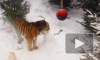 Амурская тигрица Виола поздравила петербуржцев с Китайским Новым годом 