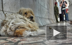 Догхантеров планируется привлекать к уголовной ответственности