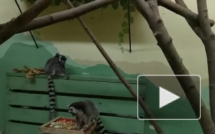 Пензенский зоопарк показал на видео новорожденных двойняшек лемуров