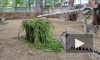 Лемуры и черепахи в Ленинградском зоопарке подружились на фоне любви к свежей траве