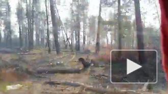 В Якутии ввели режим ЧС из-за лесных пожаров