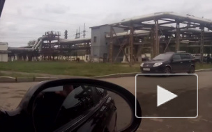 Автомобилисты из Стерлитамака сняли на видео встречу с напуганным лосем