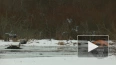 В Ленобласти заметили скопление зимующих серых цапель